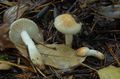 Hygrophorus lindtneri